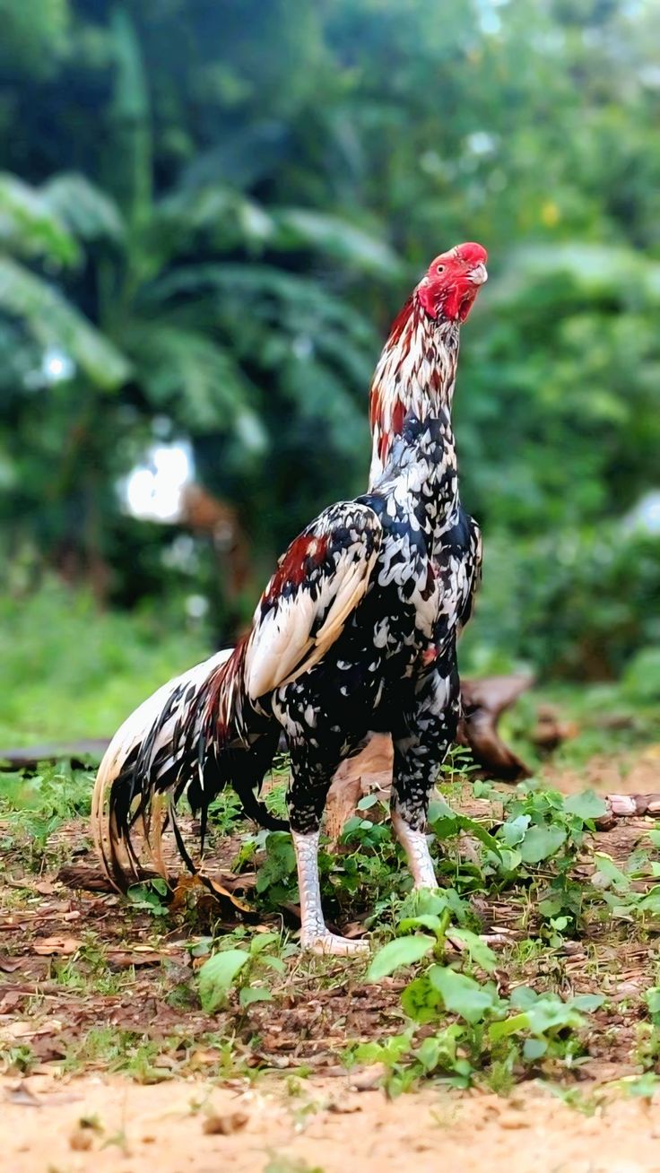 Chicken 3